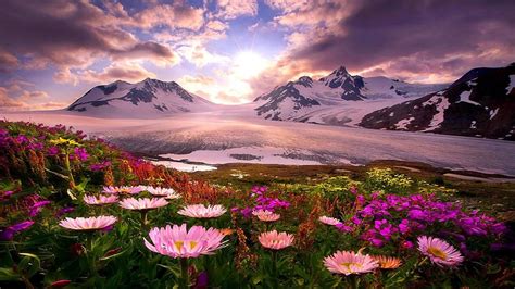 Colorful Flowers In White Covered Mountains Background HD Spring ...