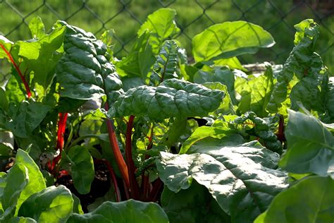 Best 6 Shade Tolerant Vegetables - Gardening Sun