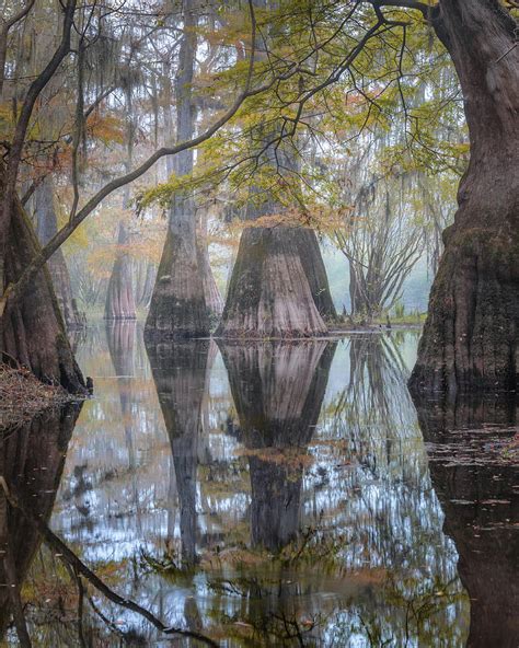 Cypress Swamp with huge Cypress trees Photograph by Alex Mironyuk - Pixels