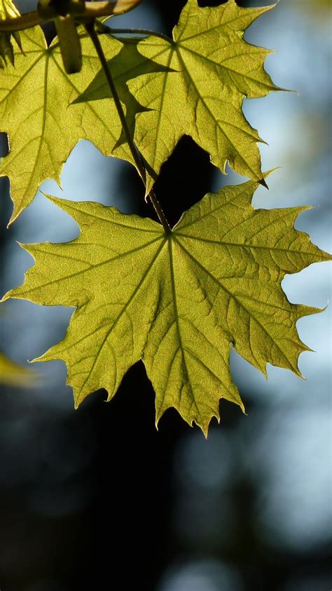 Maple Leaf Blur Wallpaper - [1440x2560] | Halloween wallpaper ...