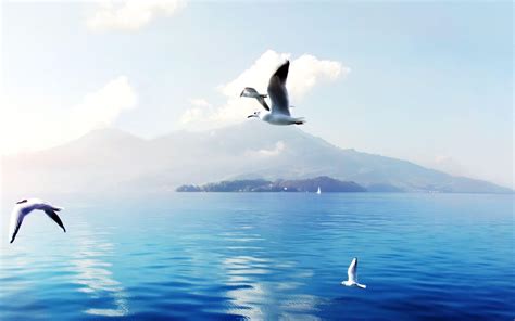 Seagulls flying above the sea HD desktop wallpaper : Widescreen : High Definition : Fullscreen