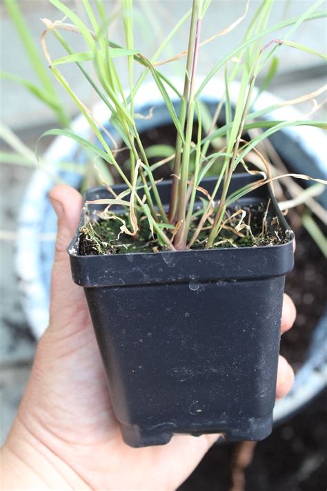 How to Grow Lemongrass Indoors or Outside