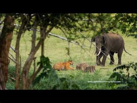 Watch a Tiger taking on an Elephant in the Wild