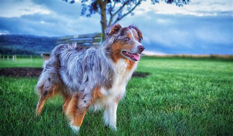 What Is A Double Merle Australian Shepherd