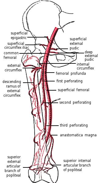 femoral artery and branches in leg