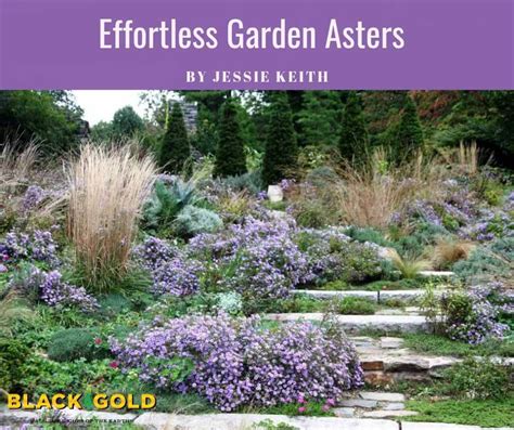 Effortless Garden Asters – Black Gold