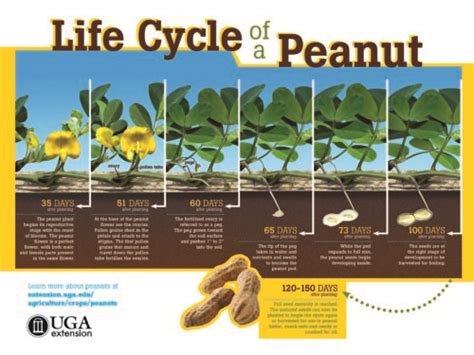 The Life Cycle of a Peanut – Georgia Peanut Comission