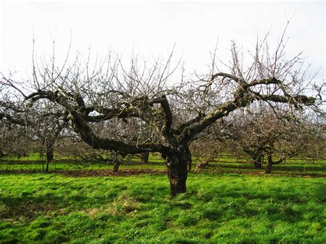 The Orchard Tea Room & Farm Shop: Pruning apple trees course