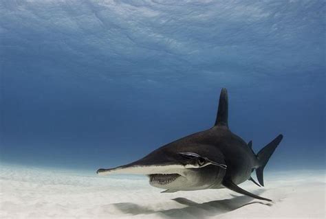 The sharks of Tubbataha - Oceana Maria Scuba Tubbataha Liveaboard