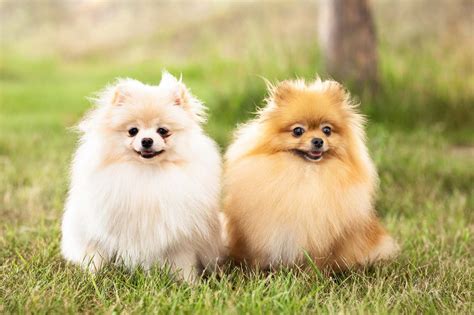 Low Maintenance Dog Breeds That Are Perfect For A Family - AnnMarie John