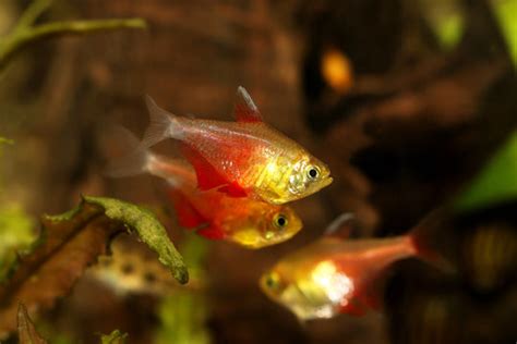 Hyphessobrycon Images – Browse 63 Stock Photos, Vectors, and Video ...