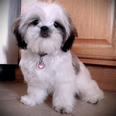 Free Shih Tzu Puppies For Sale - Pets Lovers