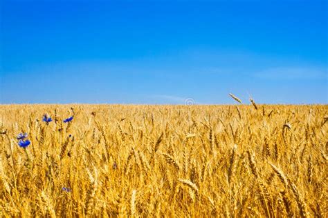 Gold Wheat Field Or Ukraine Flag Stock Photo - Image of blue, cereals: 45560112