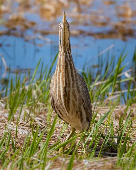 American Bittern Camouflage Behavior by Standing Still in Grass Field ...