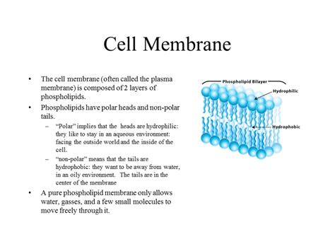 Bacterial Structure. Structure of Bacteria All cells have