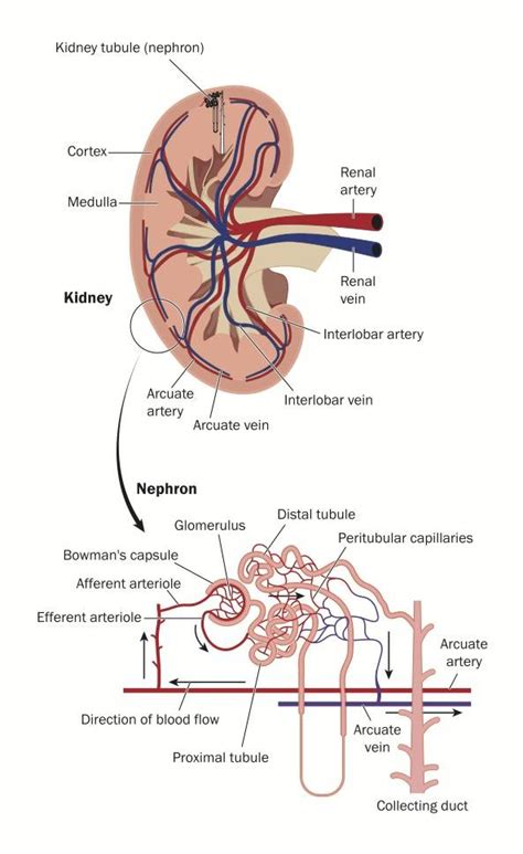 A Scientific Look at Rhabdo and Why It's Not Exclusive to CrossFit - Breaking Muscle