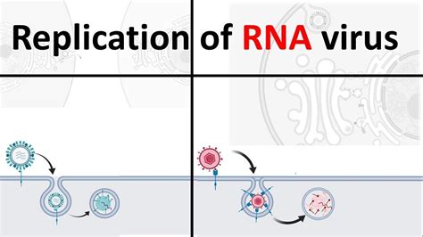 Diagram Of Virus Replication