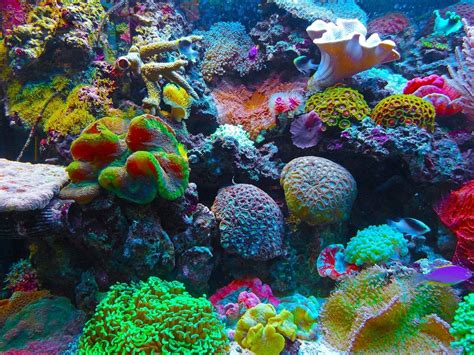 Underwater Speakers Could Help To Revive Dying Coral Reefs | Ubergizmo