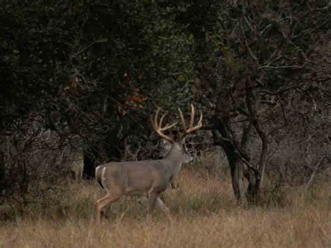 Whitetail Deer Hunting Ranch in Texas Hill Country