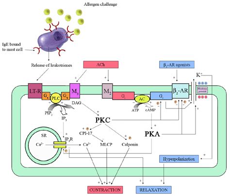 Pharmaceuticals | Free Full-Text | Beta-Adrenergic Agonists | HTML