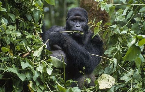 10 great gorilla facts | National Geographic Kids