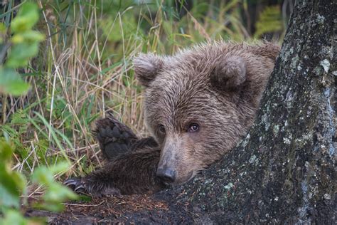 Coastal Brown Bear | Sean Crane Photography