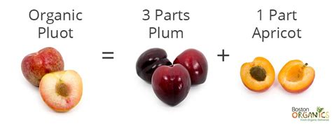 Are Pluots GMOs? And Other Questions About Hybrid Stone Fruit