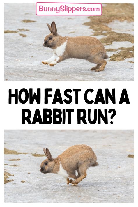 Bunny Facts: How Fast Can a Rabbit Run? - Hop to Pop