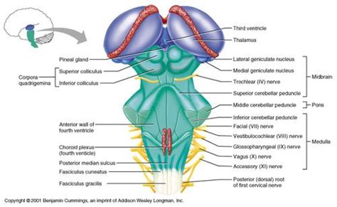 Inferior Colliculus