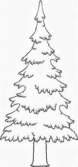 Coloring Pages Of Pine Trees At GetColoringscom  Free Printable sketch template