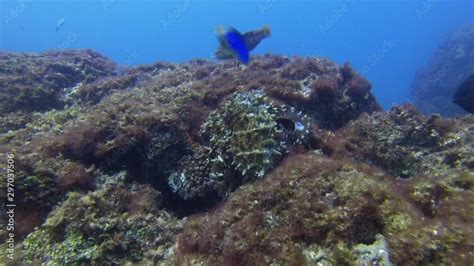 Octopus Defending Changing Colour Camouflage & Dramatic Pattern On Coral Reef. Graceful Squid ...