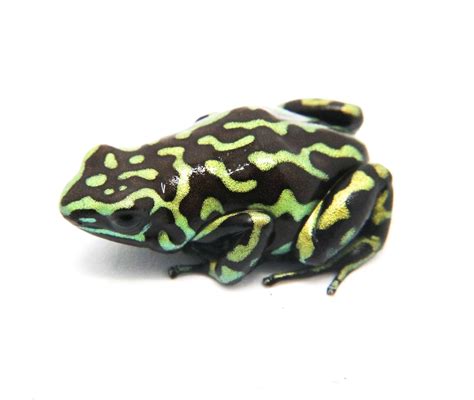 Dendrobates auratus "Reticulated" — FrogDaddy