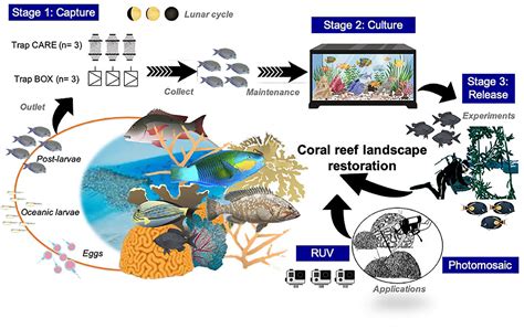 Frontiers | Capture, Culture and Release of Postlarvae Fishes: Proof-of ...