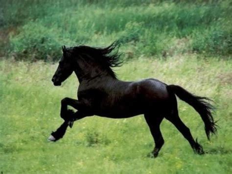 Imágenes del mundo animal: Caballos salvajes