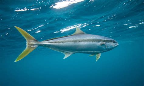 Yellowtail vs Yellowfin Tuna: The Key Differences - A-Z Animals