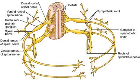 Nerves | การแพทย์, ชีววิทยา, หมอ