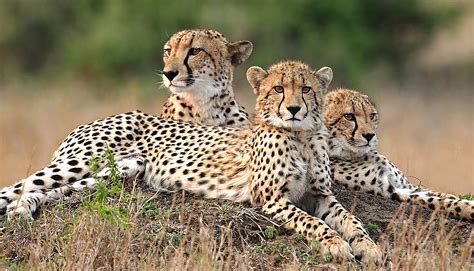 Serengeti National Park Safari Tours | Safari Ventures