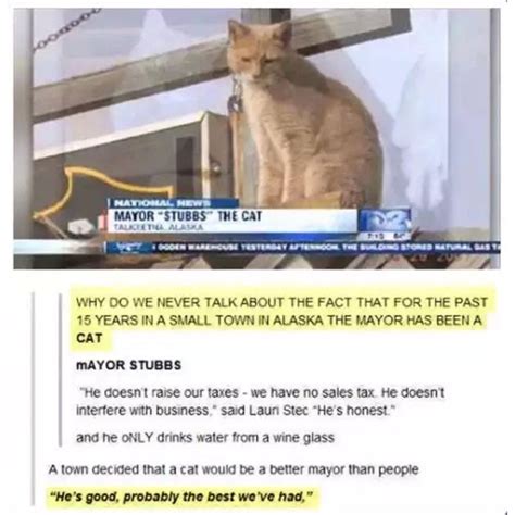 Meet Mayor Stubbs the cat. : r/AnimalsBeingBros