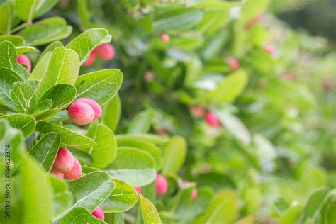 Karanda fruit Stock Photo | Adobe Stock