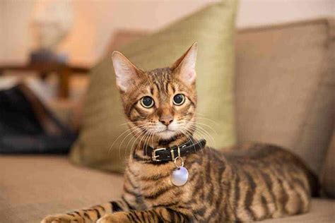 Cat collars – yes or no? | Burgess Pet Care