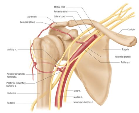 Humerus Anatomy Nerves