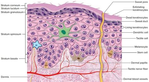 Melasma causes, symptoms, diagnosis & best treatment for melasma on face