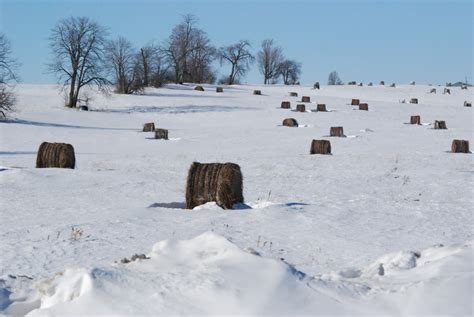 Free Images : landscape, tree, nature, outline, snow, cold, sky, white ...