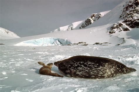 Antarctic animal adaptations, penguins, seals, krill, whales