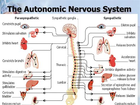 PPT - THE NERVOUS SYSTEM PowerPoint Presentation, free download - ID:967880