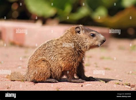 Baby woodchuck hi-res stock photography and images - Alamy