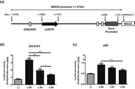 Transcriptional efficiency of MAOA promoter fusions. (a) Schematic ...