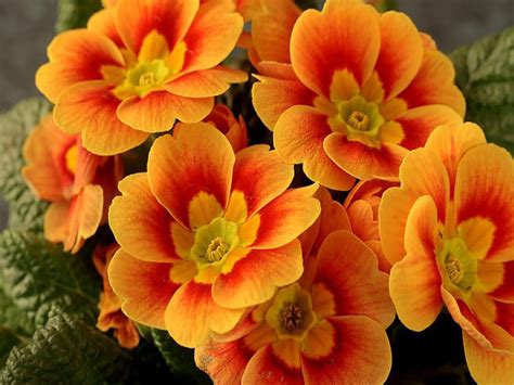 orange flowers - Colors Photo (27178561) - Fanpop