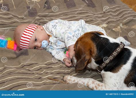 Baby plays with a dog stock image. Image of adorable - 14877815