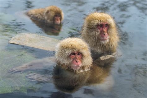 Japanese Macaques In The Water Of Natural Hot Springs. Stock Photo - Image of hair, jigokudani ...